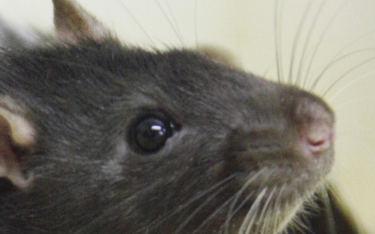 Image of laboratory rat