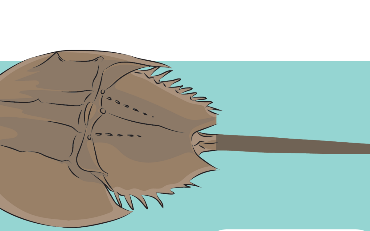 Horseshoe crab