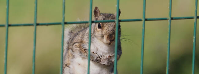 Grey squirrel