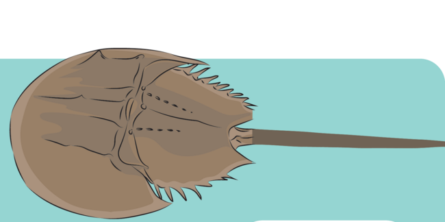 Horseshoe crab