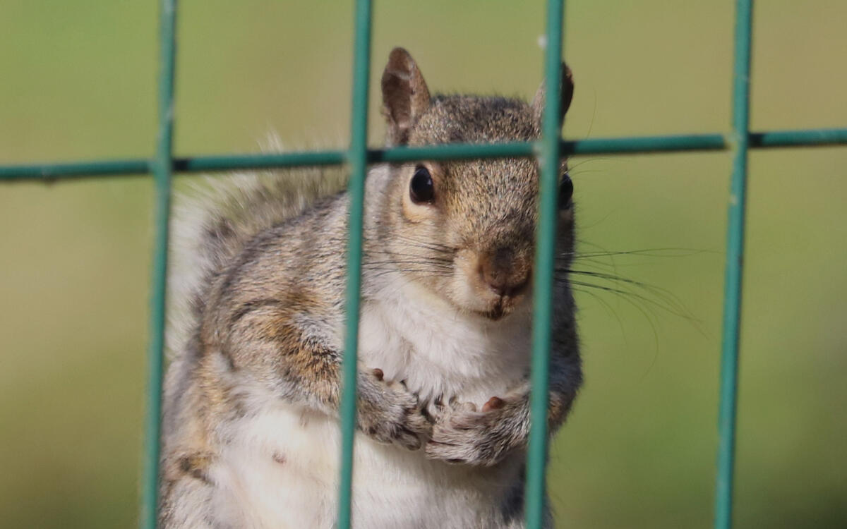 Grey squirrel