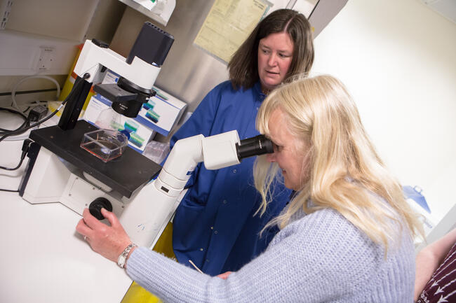 lady looks through microscope in lab